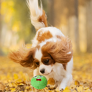 dog toy ball