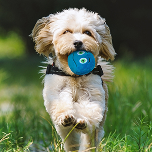 pet toy ball