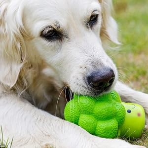 Dog chewing playing with Toy