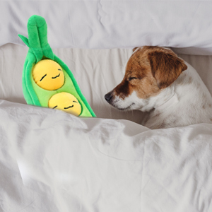 bedroom dog toy