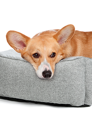 dog bed large