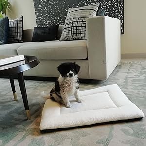 DOG BED