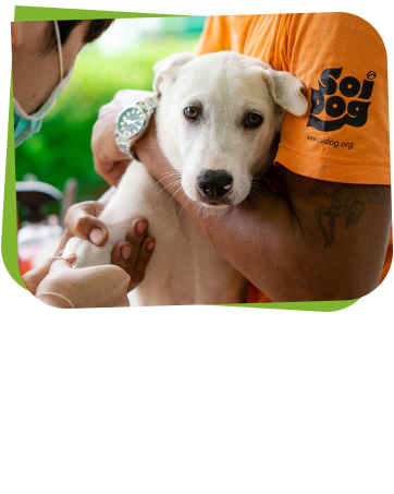 Soi Dog Foundation