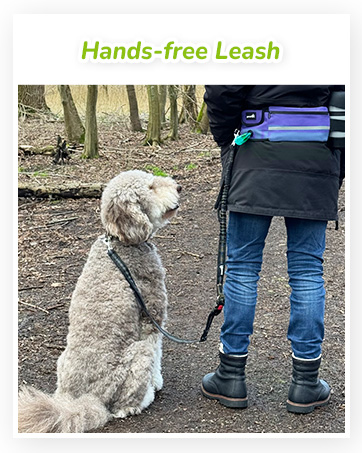 hands free dog leash