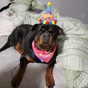 dog birthday