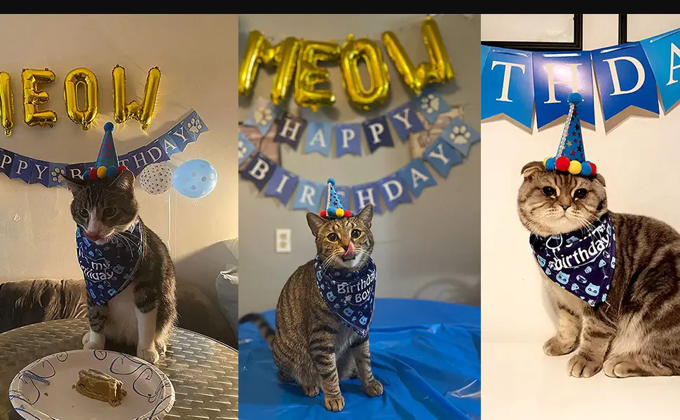 cat birthday