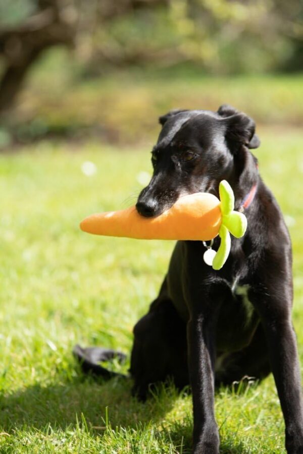 Petface Foodie Faces Fluffy Carrot Dog Toy - Image 3