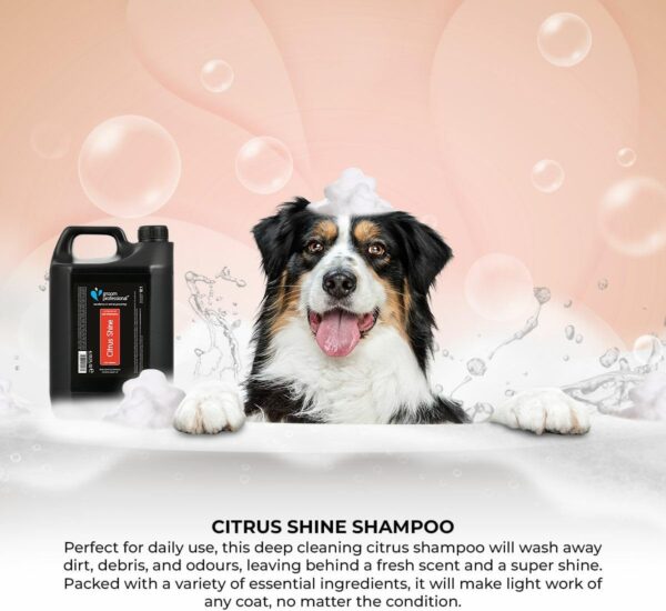 GROOM PROFESSIONAL Citrus Shine Dog Shampoo - Dog Shampoo for Smelly Dogs - Deep Cleansing Shampoo for Dogs with Greasy Coats - Contains Peach Oil - Fresh Citrus Scent, 4 Litre - Image 3