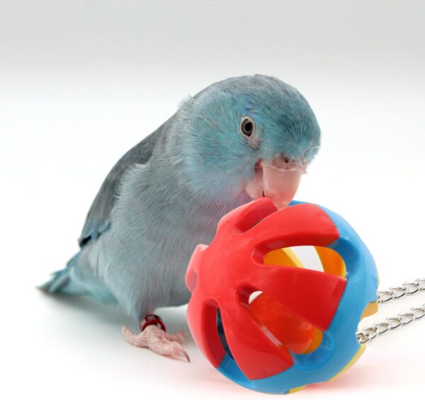 Newthinking Bird Parrot Toys Set, 10 Pack Budgie Toys Swings Hammock Stand Hanging Bell Bird Cage Toys and Accessories for Cockatiels, Small Parakeets, Love Birds, Finches - Image 7