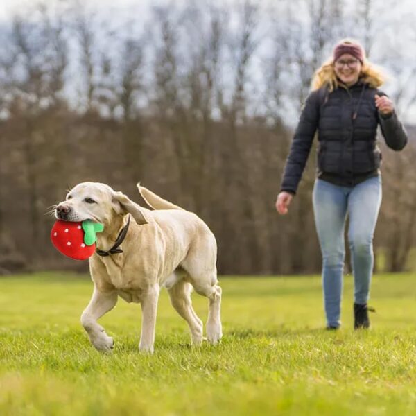 Fadcaer 14 Pcs Dog Squeaky Toys, Puppy Plush Toys, Small Dog Interactive Teething Chew Toy, Fruit Vegetable Animals Interacting Pet Teddy Toy, Small and Medium Dogs to Alleviate Boredom - Image 5