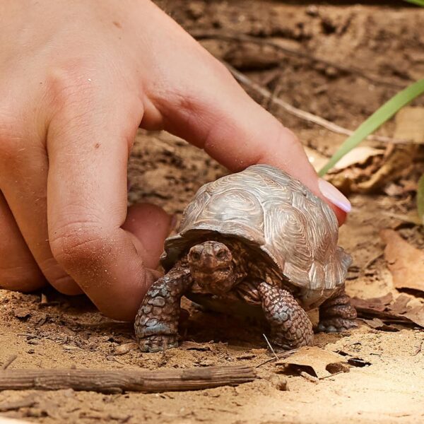 schleich Wild Life 14824 Realistic Exotic Galapagos Giant Tortoise Figurine - Wild Animal Giant Tortoise Toy for Wildlife Play and Imagination - Animal Toys Gift for Boys, Girls, Kids Ages 3+ - Image 2