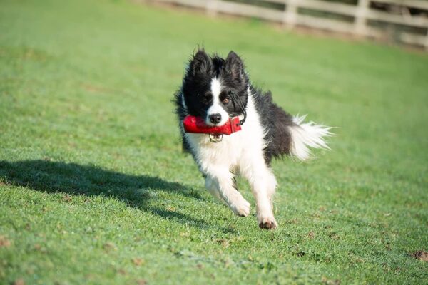 COMPANY OF ANIMALS Canvas Training Dummy for Dogs, Size Medium, Retrieval Training Equipment Floats, Highly Visible, Long Distance Throwing, Gundog & Puppy Training Available in Small, Medium & Large - Image 6