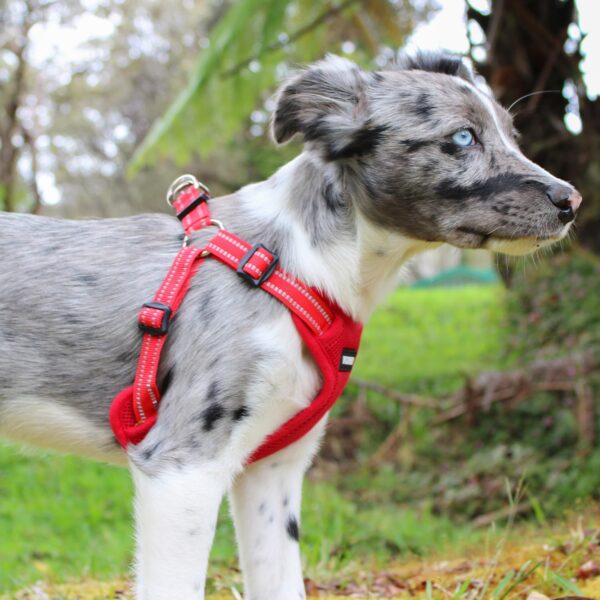 Best Pet Supplies Voyager Adjustable Dog Harness with Reflective Stripes for Walking, Jogging, Heavy-Duty Full Body No Pull Vest with Leash D-Ring, Breathable All-Weather - Harness (Red), M - Image 8