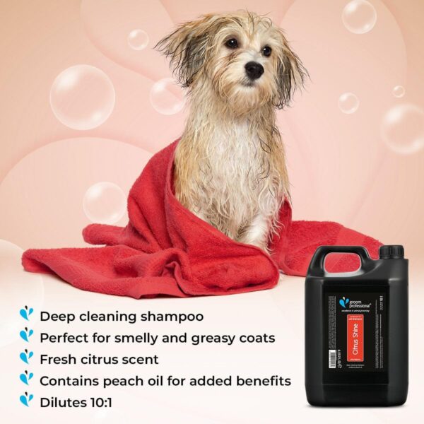 GROOM PROFESSIONAL Citrus Shine Dog Shampoo - Dog Shampoo for Smelly Dogs - Deep Cleansing Shampoo for Dogs with Greasy Coats - Contains Peach Oil - Fresh Citrus Scent, 4 Litre - Image 4