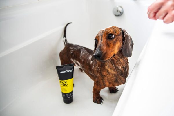 Animology Fox Poo Dog Shampoo 250ml - Image 7