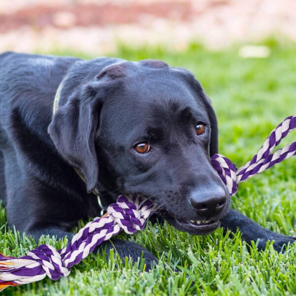 SHARLOVY Large Tough Chew Toys for Aggressive Chewers Large Breed,Heavy Duty Dental Rope Toys Kit for Medium Dogs,5 Knots Indestructible Cotton Puppy Teething Chew Tug Toy (9 pack) - Image 6