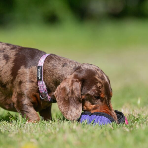 Tug-E-Nuff The Clam | Compact Dog Treat Dispenser Toy with Clever Opening Mechanism | Ideal for Interactive Dog Training | Pocket-friendly and Size 4.5 inches - Image 9