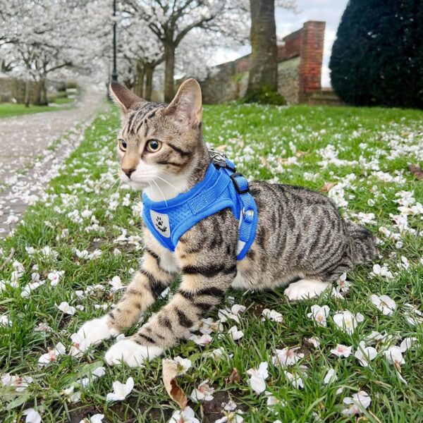 Anlitent Padded Air Mesh No Choke Cat Harness and Lead Set for Small Animals Mouse/Cats Daily Walking, Easy Control Breathable Reflective Strips Jacket Dog Harnesses Best Pet Supplies (X-Small, Blue) - Image 9