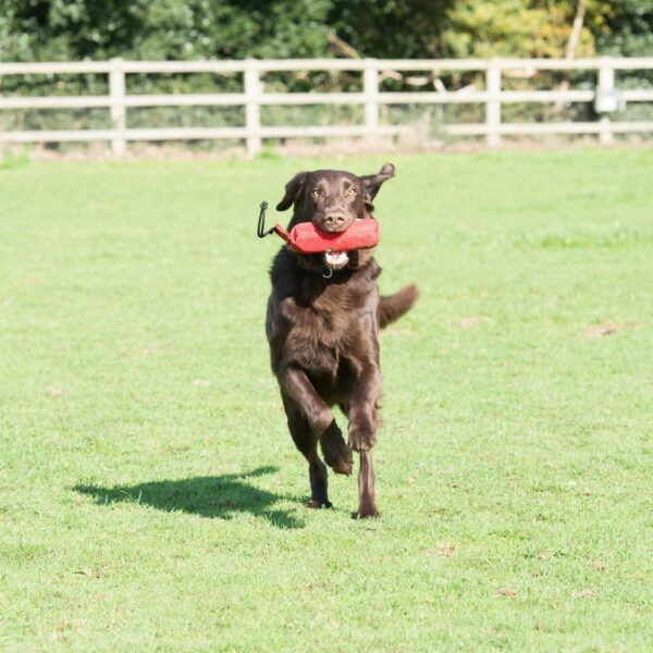 COMPANY OF ANIMALS Canvas Training Dummy for Dogs, Size Medium, Retrieval Training Equipment Floats, Highly Visible, Long Distance Throwing, Gundog & Puppy Training Available in Small, Medium & Large - Image 5