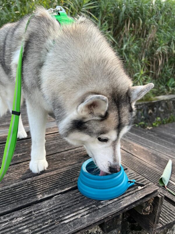 OHMO Collapsible Dog Bowl Anti Tip Over Wide Base Small Opening, Dog Travel Bowl, Less Splash Spill Portable Pet Bowl for Road Trip, Cat Travel Accessories (700ml, Peacock Blue) - Image 3