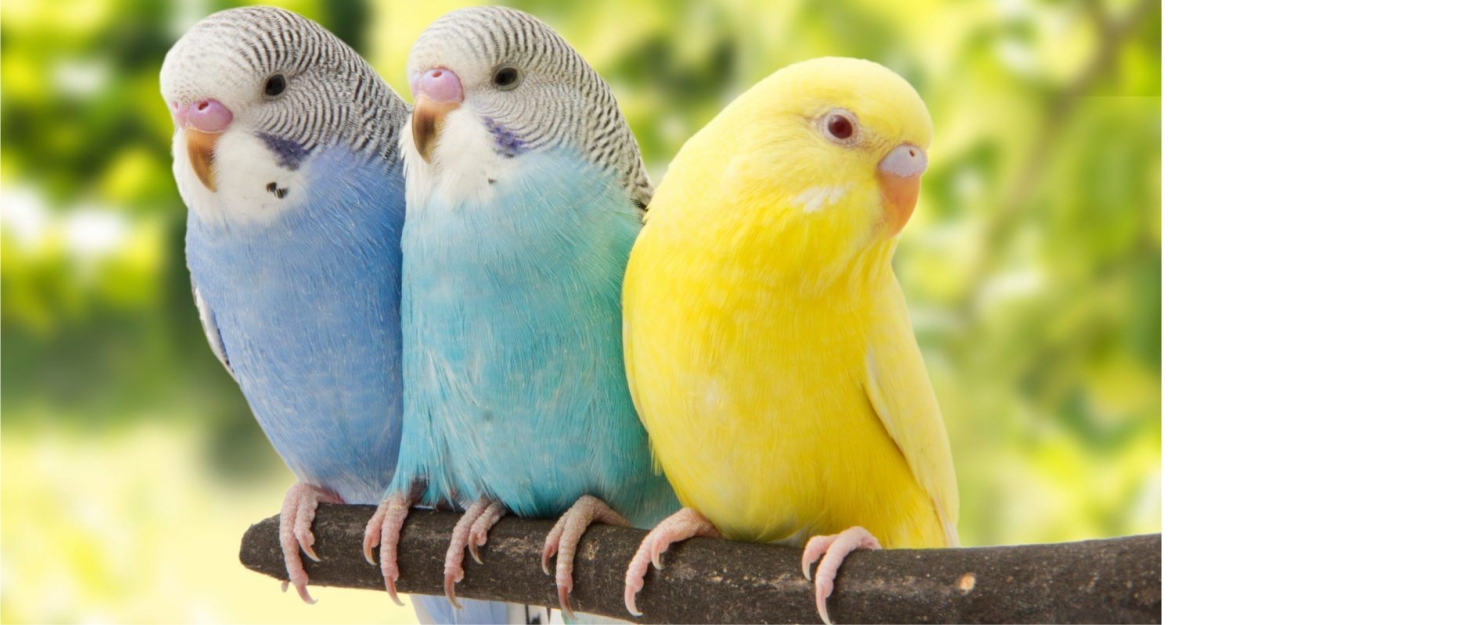 budgie bath