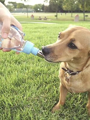 Dog drinking from Choco Nose Water bottle