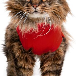 MPS Medical Pet Shirt Cat, Surgery Recovery Suit, Red, XX-Small