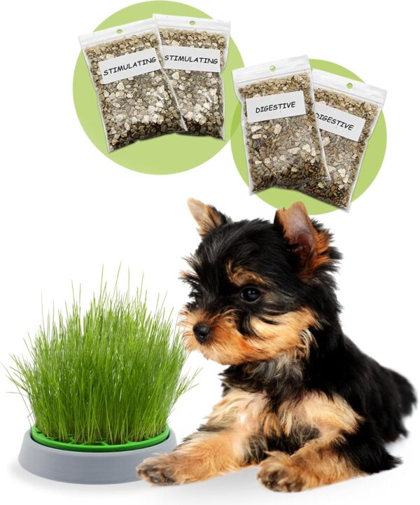 R&R SHOP - Double Seeds Dog Grass Kit - Germinating Pot, 2 types of Dog Grass, Stimulant and Digestive, 4 Sachets of Seeds and Substrate, Suitable for all Dogs