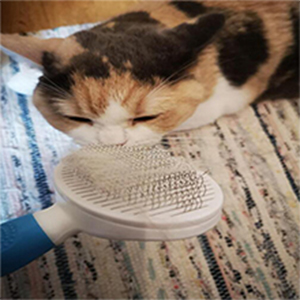 cats brush