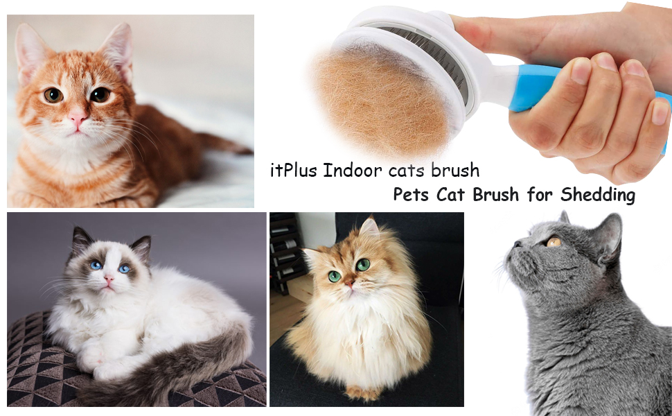 cat brush