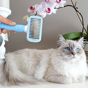 pet brush