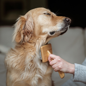 mikki sustainab recyclable bamboo dog cat grooming tool brush comb tangle matt shedd flea tick puppy