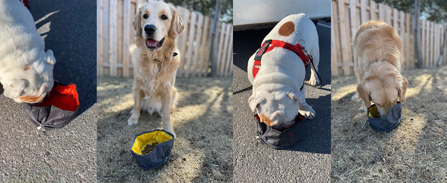 dog travel bowl