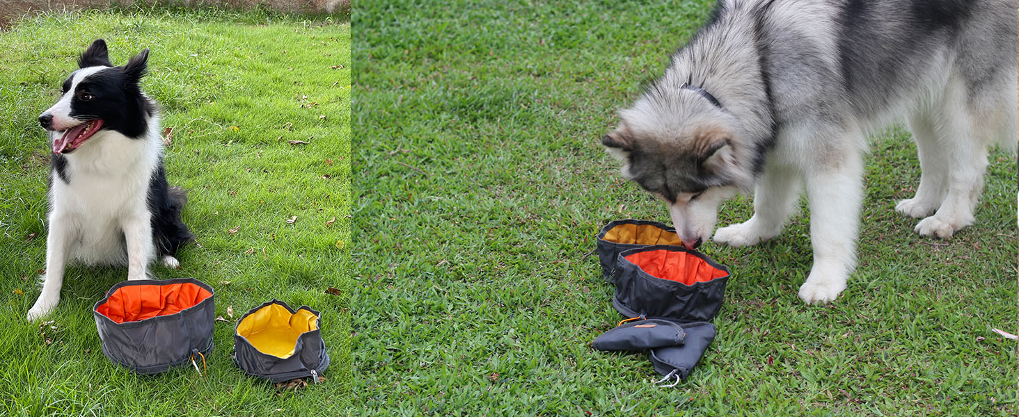 dog travel bowl