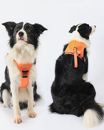 dog harness