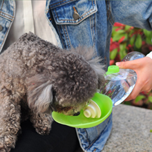 Dog drinking water