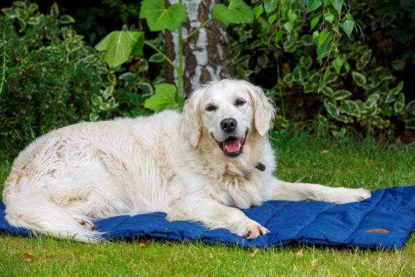 Petface Roll Up Travel Bed for Dog, Navy Blue - Image 9