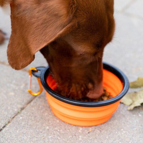 2Pcs Collapsible Dog Bowl Portable Dog Cat Water Bowl Travel Dog Bowl Portable Dog Bowl Collapsible Bowl Dog Travel Bowl Pet Feeding Bowl Foldable Dog Bowl Pet Travel Bowl with Carabiner - Image 3