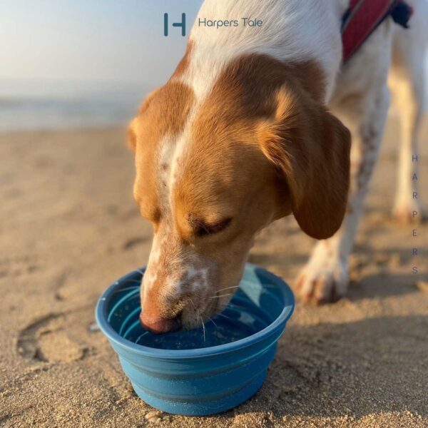 Harpers Tale Green Medium 400ml, Collapsible Travel Dog Food & Water Bowl, Food Safe Silicone, Integrated Mold, No Plastic Rim, Carabiner Clip, BPA-Free. - Image 6