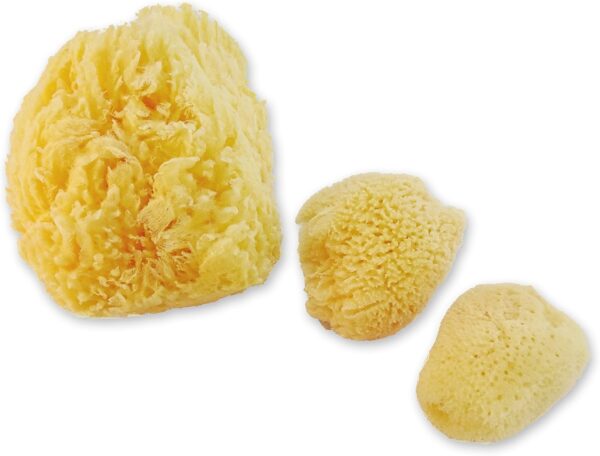 Constantia Pets Sea Sponges for Dogs - Luxury Canine Bath Care, for Pet Grooming, Soft & Gentle Pampering - Image 9